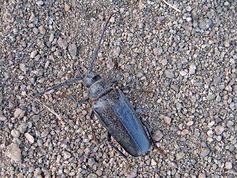 Palo Verde Root Borer (Derobrachus hovorei)