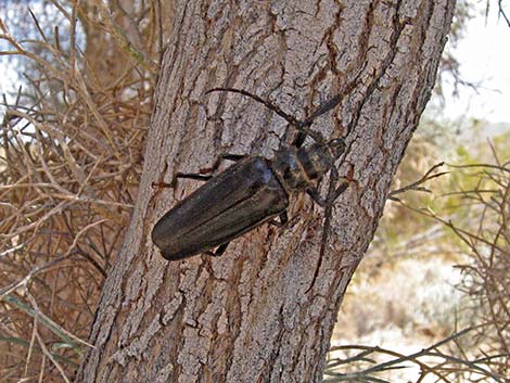 Palo Verde Root Borer (Derobrachus hovorei)