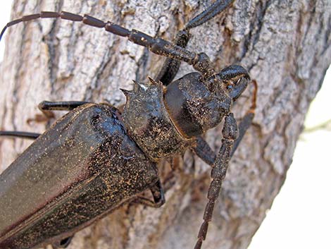 Palo Verde Root Borer (Derobrachus hovorei)