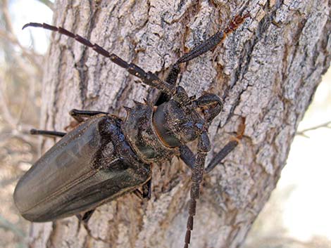 Palo Verde Root Borer (Derobrachus hovorei)