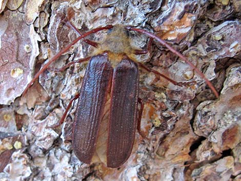 Long-horned Beetle (Ergates spp.)