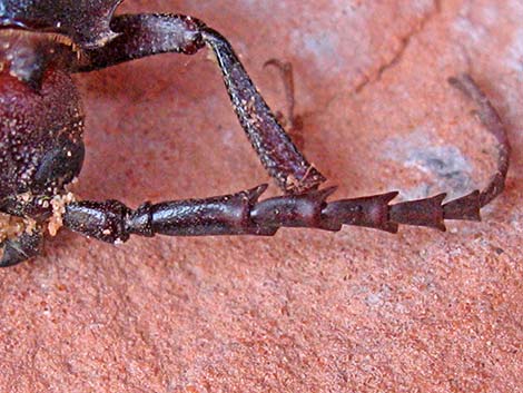 Cerambycidae