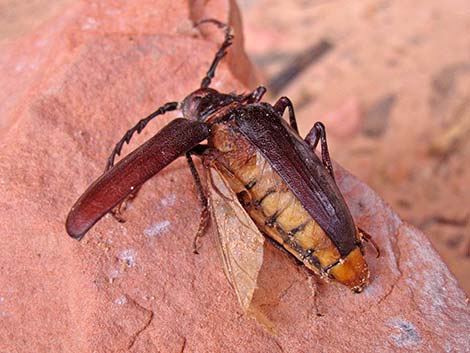 Cerambycidae