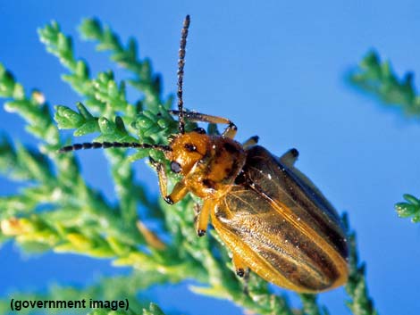 Saltcedar Leaf Beetle (Diorhabda elongata)