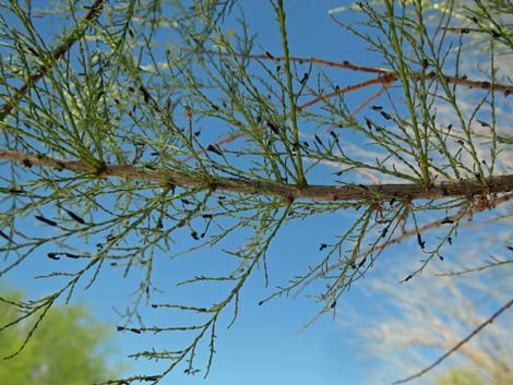 Saltcedar Leaf Beetle (Diorhabda elongata)