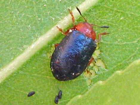 Leaf Beetle (Family Chrysomelidae)