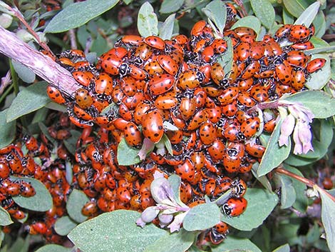 Ladybugs