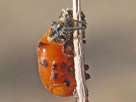 Ladybugs (Family Coccinellidae)