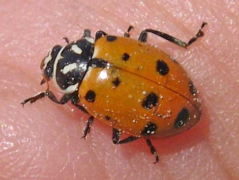 Ladybugs (Family Coccinellidae)