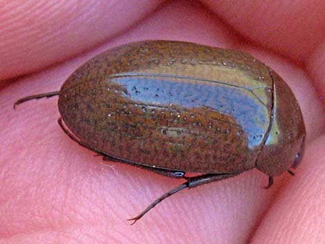 Hydrophilids (scavenging diving beetles)