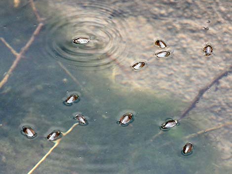 Whirligig Beetle (Family Gyrinidae)