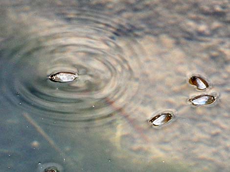 Whirligig Beetle (Family Gyrinidae)