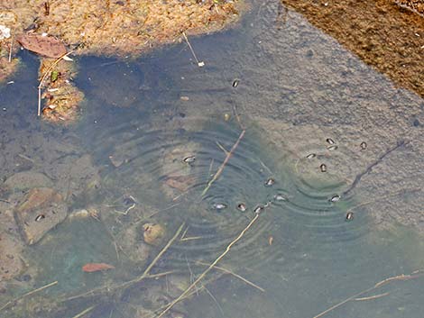 Whirligig Beetle (Family Gyrinidae)