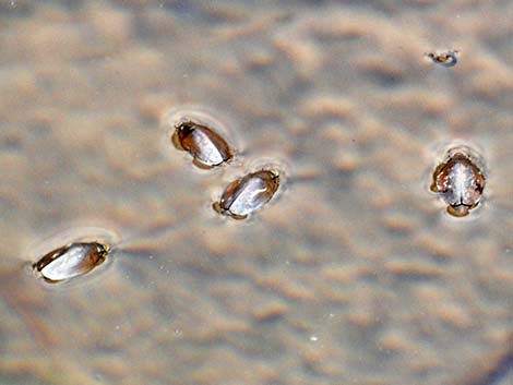 Whirligig Beetle (Family Gyrinidae)