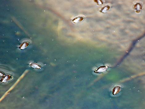 Whirligig Beetle (Family Gyrinidae)