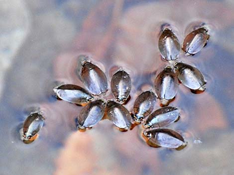 Whirligig Beetle (Family Gyrinidae)