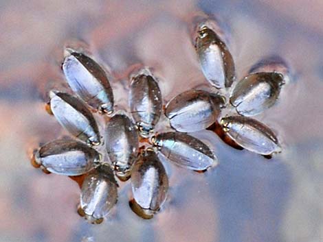 Whirligig Beetle (Family Gyrinidae)