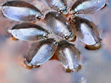 Whirligig Beetle (Family Gyrinidae)