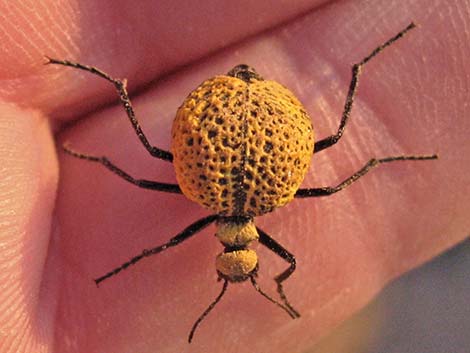 Inflated Beetle (Cysteodemus armatus)