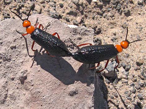 Desert blister beetle (Lytta magister)