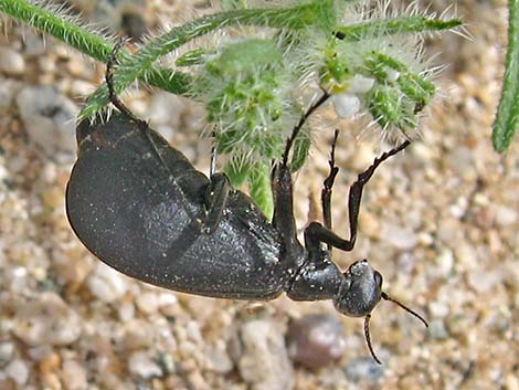 Flattened Blister Beetle (Phodaga alticeps)