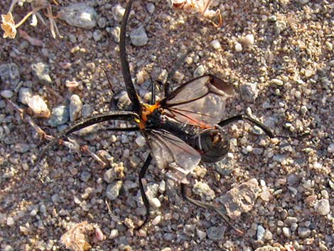 Flattened Blister Beetle (Phodaga alticeps)