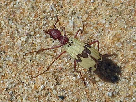 White Blister Beetle (Pleuropasta mirabilis)