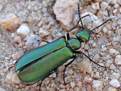 Meloidae: Blister Beetles