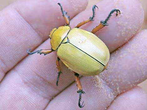 Cotalpa flavida (Scarabaeidae)