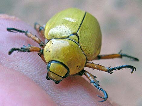 Cotalpa flavida (Scarabaeidae)