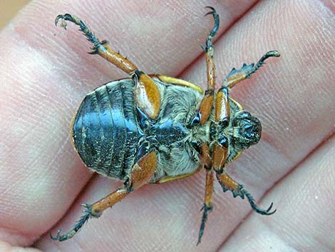 Cotalpa flavida (Scarabaeidae)