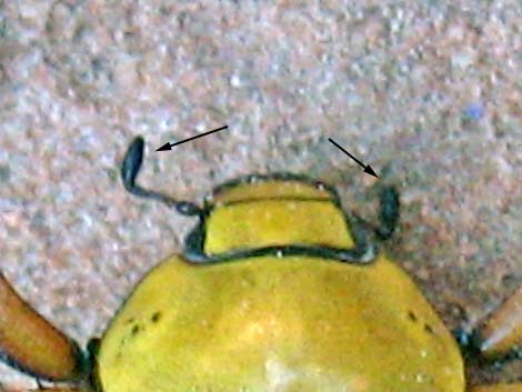 Cotalpa flavida (Scarabaeidae)