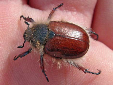 Little Bear Scarab Beetle (Paracotalpa ursina)