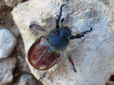 Little Bear Scarab Beetle (Paracotalpa ursina)