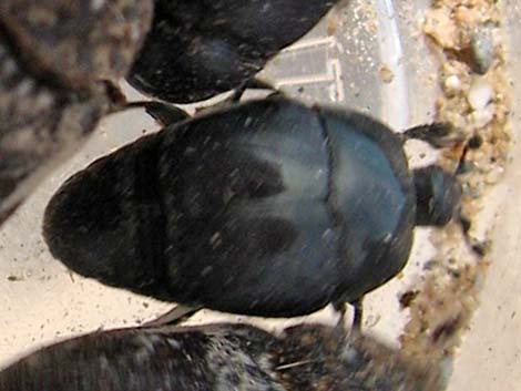 Black Burying Beetle (Nicrophorus nigrita)