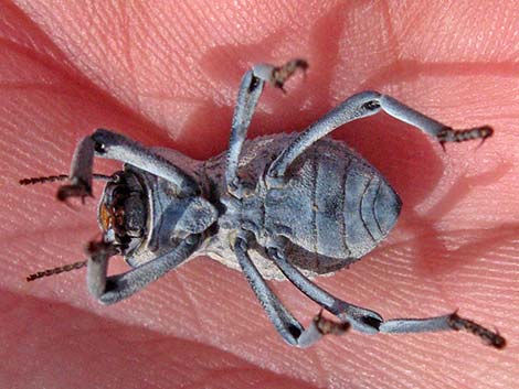 Desert Ironclad Beetle (Asbolus verrucosus)