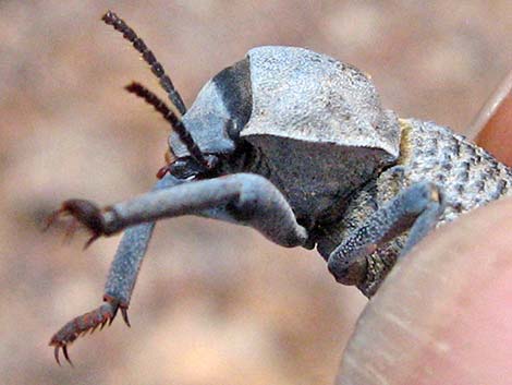 Desert Ironclad Beetle (Asbolus verrucosus)