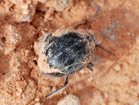 Hairy Darkling Beetle (Edrotes orbus)