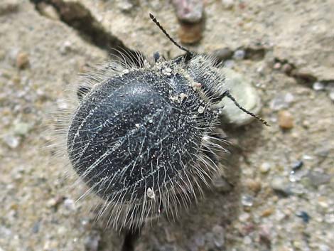 Hairy Darkling Beetle (Edrotes orbus)