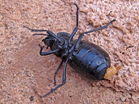 Darkling Beetle (Stenomorpha marginata)