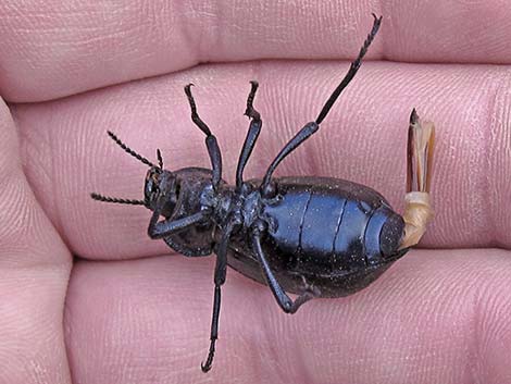 Darkling Beetle (Stenomorpha marginata)