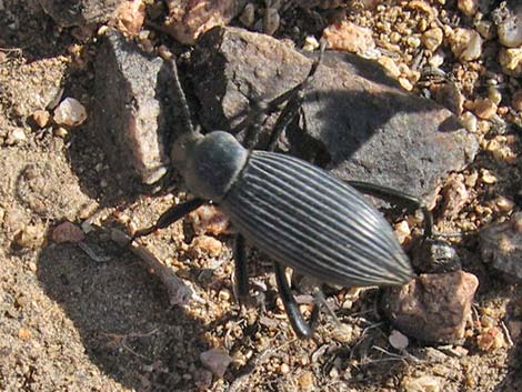 Tenebrionid Beetle (Stinkbug)