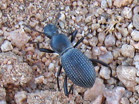 Darkling Beetles (Family Tenebrionidae)