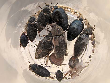 Common Carrion Beetle (Dermestes marmoratus)