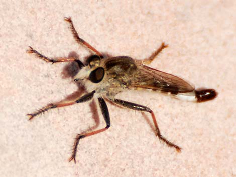 Robber Flies (Family Asilidae)