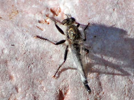 Robber Flies (Family Asilidae)