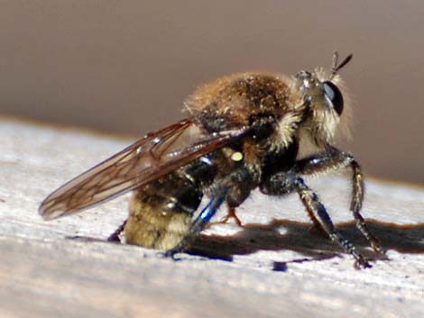 Bee-like Robber Flies (Family Asilidae, Laphria spp.)