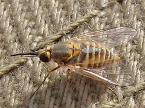 Diptera