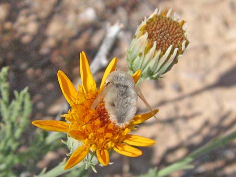 Bombyiidae, Lordotus, bee fly