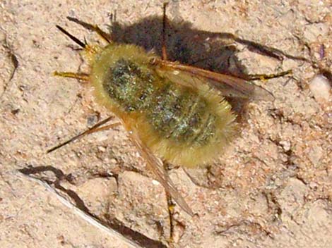 Bombyiidae, Lordotus, bee fly